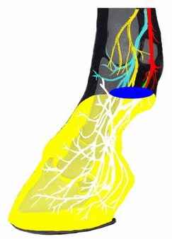 Zehe_MPA_k02