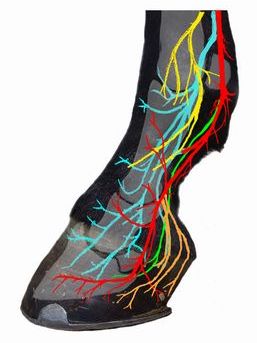 Zehe_Modell_Neuro_k